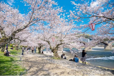 Du lịch Nhật Bản mùa Hoa anh đào: Tokyo - Núi Phú Sĩ - Kyoto - Osaka - Nagoya